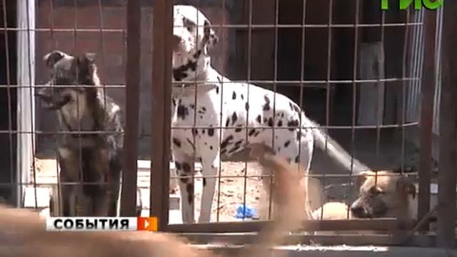 Приют Надежда спасает больших и маленьких четвероногих