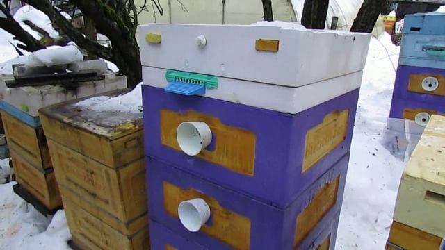 зачем 21 декабря обрабатывать пчел от клеща Варроа в 12 рамочном улье на рутовскую рамку