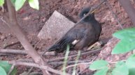 Canon PowerShot SX50 HS Video Sample Indian Myna