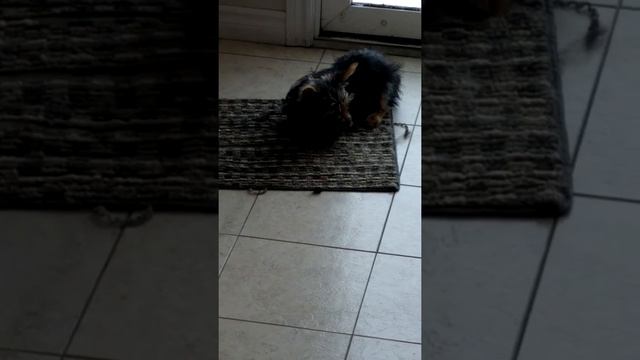 Oliver VS Blackberry.