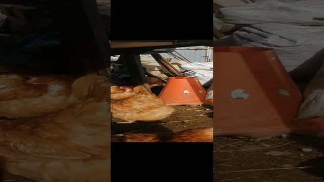 Кура-дура...