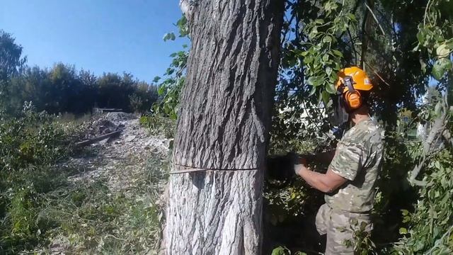 Направленный спил тополя,с оттяжкой.
