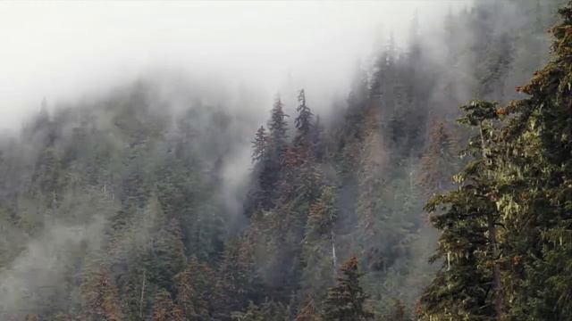 Wald im Nebel