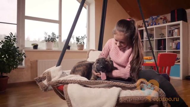 Приюты для животных