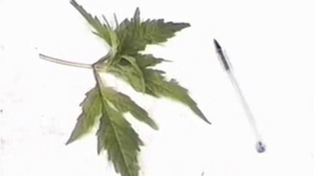 33 Смородина черная