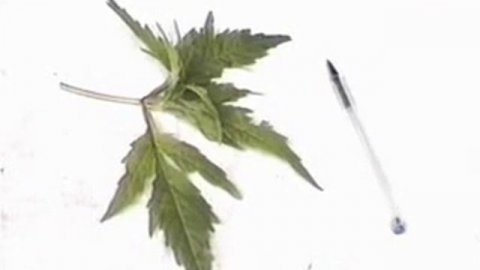 33 Смородина черная