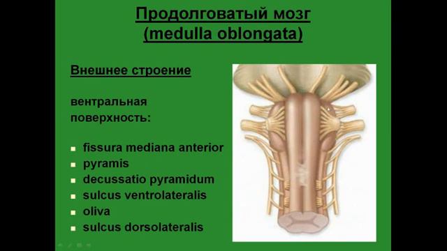 Продолговатый мозг. Внешнее строение