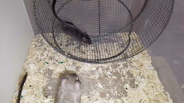 Песчанки катаются в новом большом колесе (2 часть)