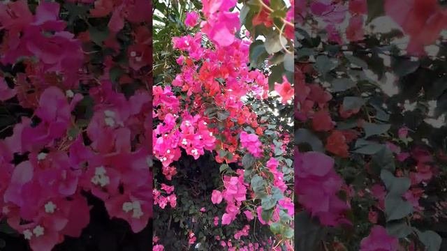 Bougainvillea blooms. Бугенвиллия цветет и осенью.lifeisrael