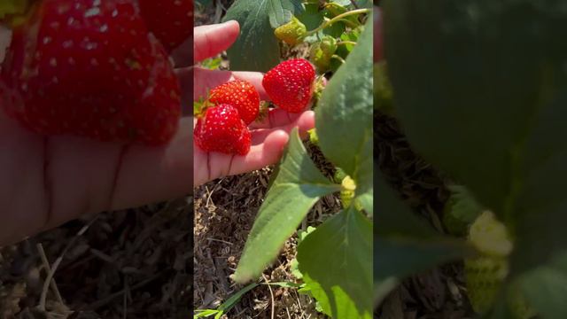 Клубника в сентябре! Сорт Елизавета 2🍓#shorts