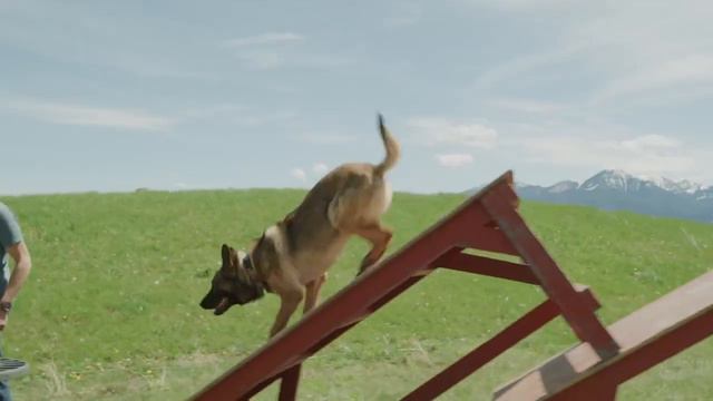 Сторожевая собака от компании-питомника Svalinn стоимостью $150 тысяч.