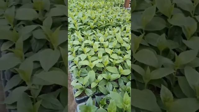 Укорененные черенки гортензии "Металлика"
