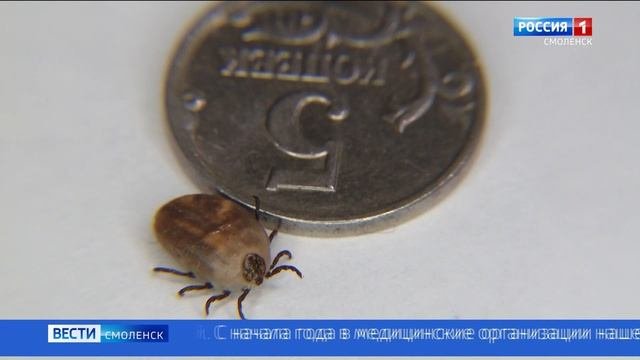 В Смоленской области с двух человек сняли зараженных клещей
