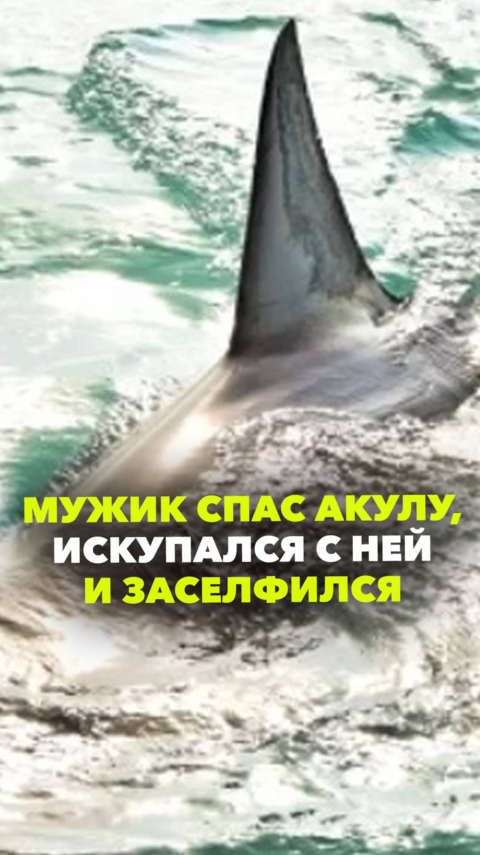 Мужчина спас акулу, которую выбросило на берег в Приморском крае