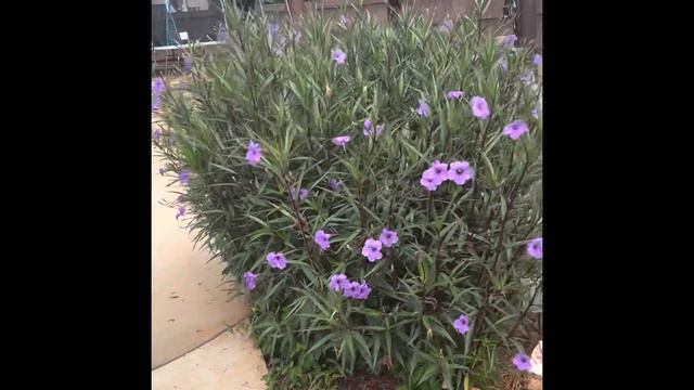 Ruellias are beautiful and low maintenance