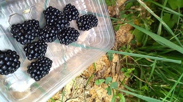 ЕЖЕВИКА НАТЧЕС ТОП В СРЕДНЕЙ ПОЛОСЕ БЕЗ УХОДА.