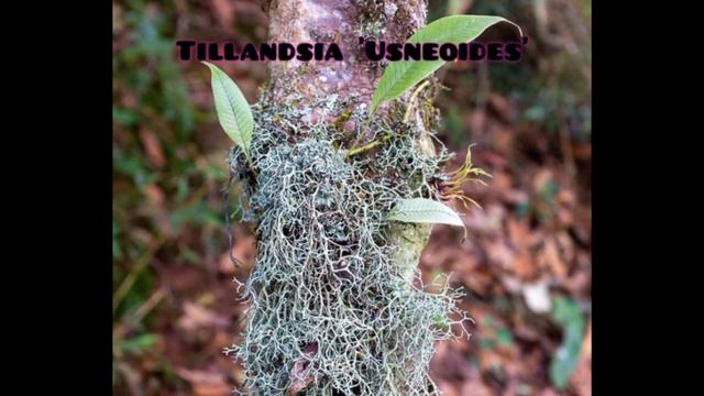 Tillandsia Varieties