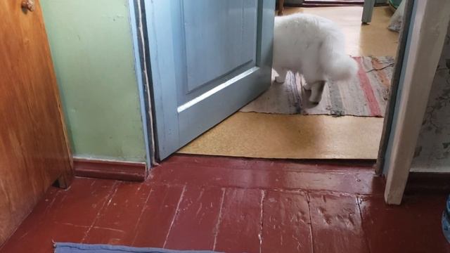 Angora cat is meowing and asking about something