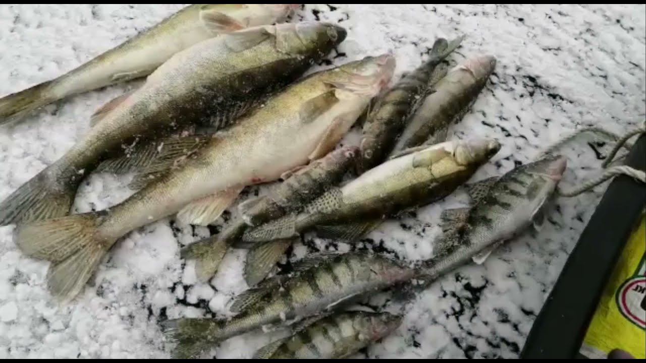 Как мой отец за судаками зимой ходил. Балансир и живец. Зимняя рыбалка в Волгоградской области.