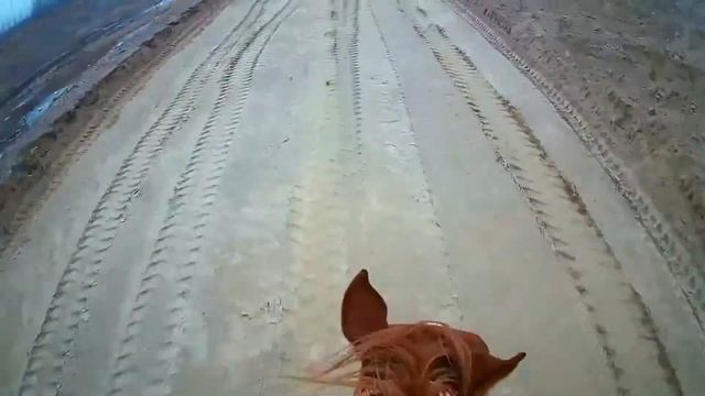 On the horseback -Horse video in my farm - Live Stream 29 January 2024