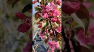 Яблоня декоративная «Royalty» (Роялти) | Оптовый питомник растений Малиновский
