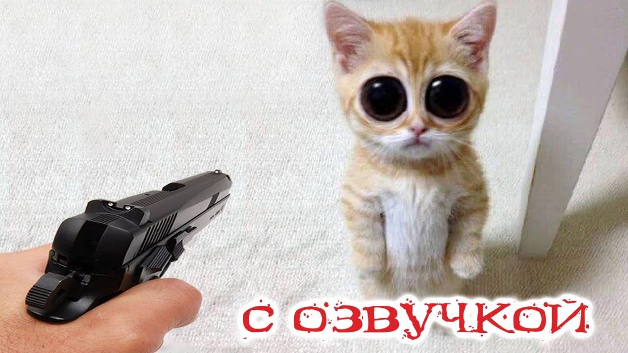 Приколы с котами! Смешные коты! С ОЗВУЧКОЙ! СМЕШНЫЕ ЖИВОТНЫЕ 2024! Тест на психику!