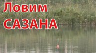 Ловля карпа и сазана