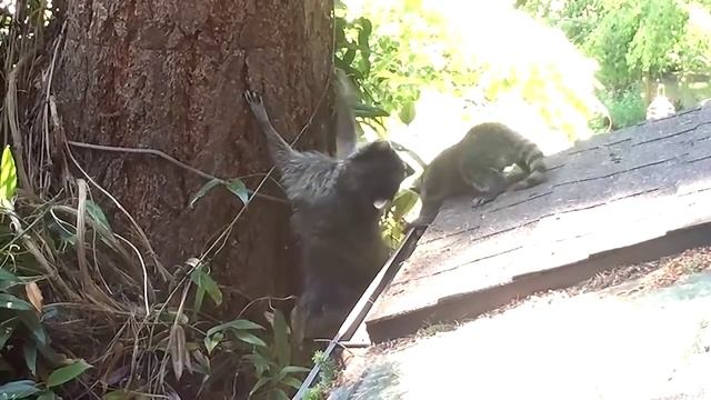 Маленький енот до сих пор не научился лазить по деревьям, поэтому мама решила его научить