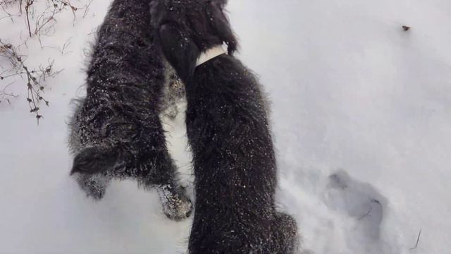 Сегодня прекрасный день для прогулки девочек Ризеншнауцера.