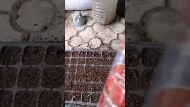 Черенкование гортензии Граффити в сентябре