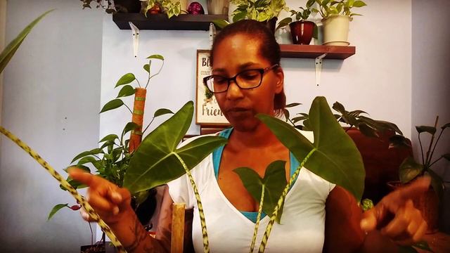 My Alocasia's After 9 Months Good Or Bad