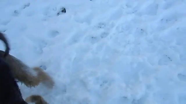 Щенок эрделя 9 мес. резвится на снегу