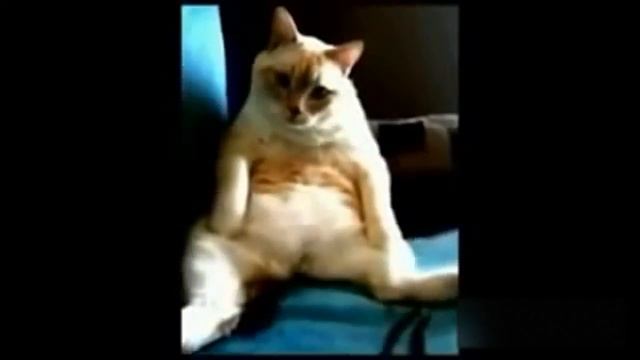 Приколы с котами - посмеемся вместе