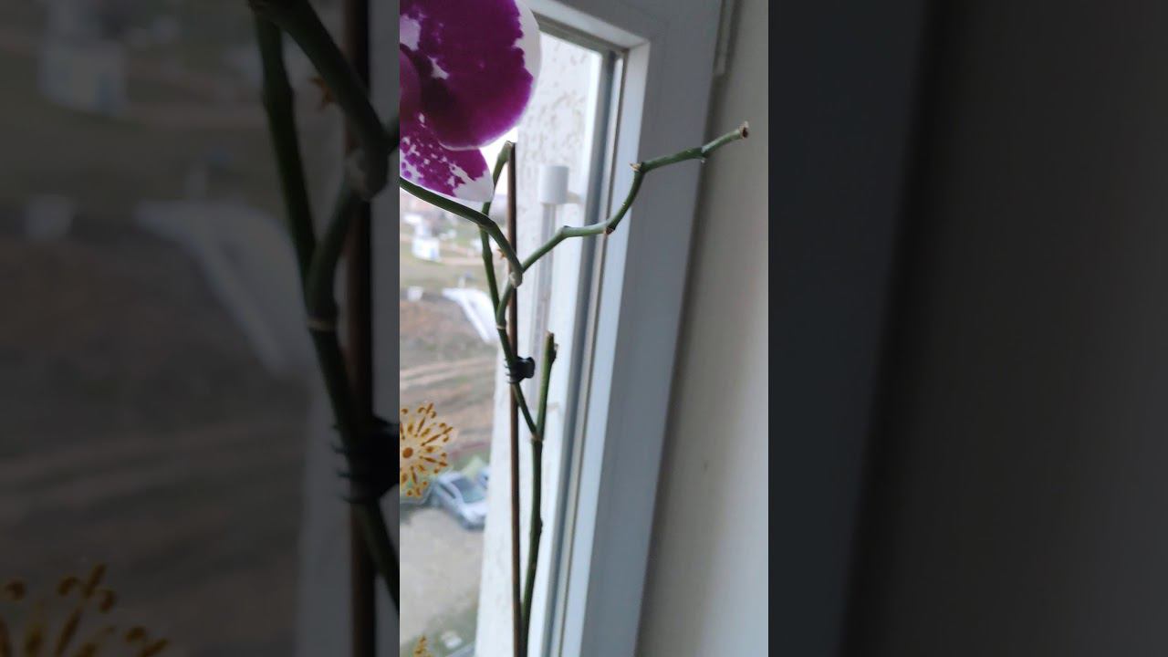 Орхидея на моем окне