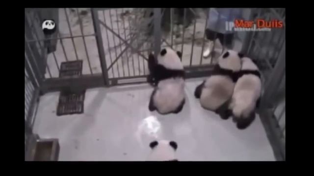 Очень смешные животные  Панда    ожившая игрушка!