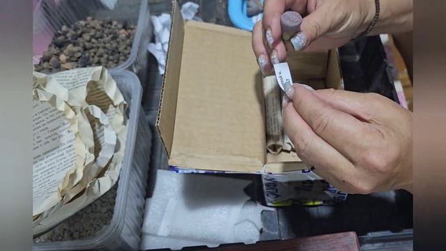 Обзор посылки с литопсами.