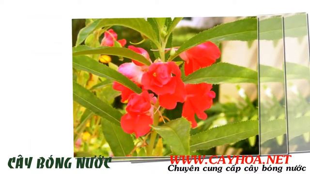 Bán cây bóng nước đẹp