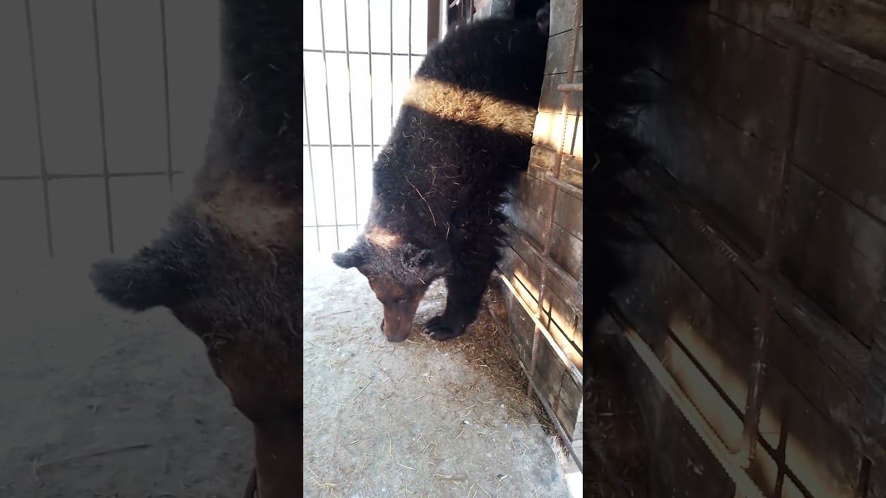 Еда, от которой медведи даже в спячке отказаться не могут.