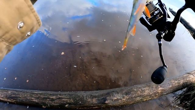 Лучшая приманка на крупного окуня.Рыбалка на речке в Ленинградской областиfishingрыбалкаспбокунь