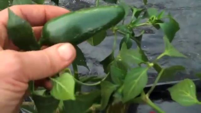 Telica Jalapeño