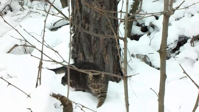 Пошли в лес. Зимняя прогулка с котёнком 3