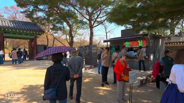 Seoul Cherry Blossom Season Tour of Changdeokgung Palace _ Korea Travel Guide
