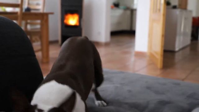 Kleine Zicke | Boston Terrier | Hund will nicht runter
