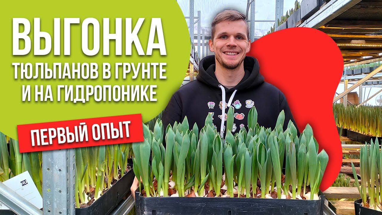 Выгонка тюльпанов в Санкт-Петербурге в 2022 году.