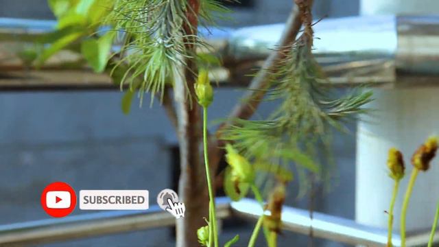 Two Easiest Air plants!!|| সহজ এয়ারপ্ল্যান্ট ও তার যত্ন