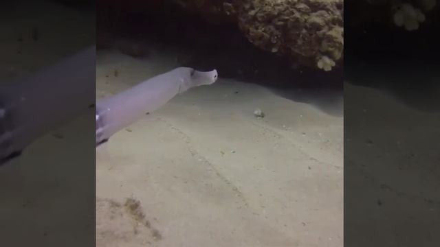На видео показана ещё одна мало кому известная рыба-фагот, главной особенностью которой является ...