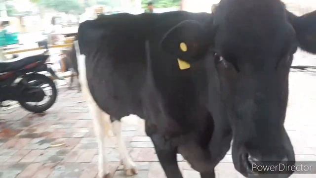 Главный вопрос: нравится ли маме в Индии?