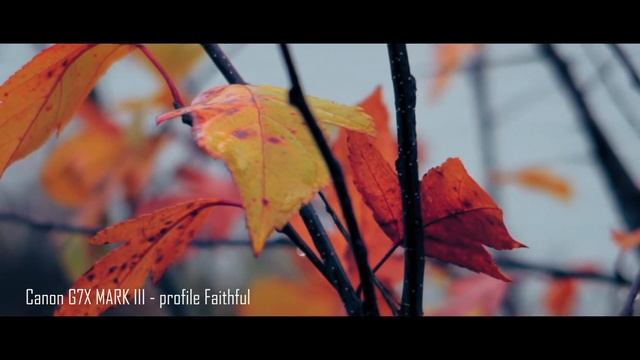 Canon G7X MARK III profile Faithful,  video test, Cinematic video,