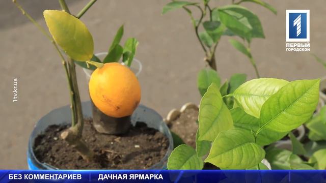Садоводческая ярмарка