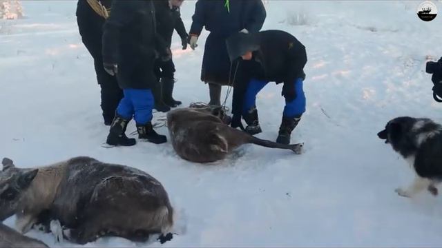 Конгресс оленеводов мира-2021 Салехард // World Reindeer Herders Congress-2021 Salekhard